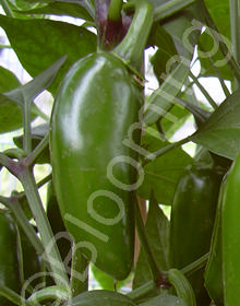 Capsicum annuum 'Jalapeno Conchos'